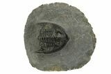 Diademaproetus Trilobite Fossil - Morocco #249896-2